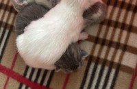 브리티쉬숏헤어 아기고양이