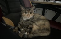 경산시 코쇽 무료분양합니다