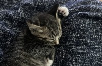 생후 1개월 좀 지난 새끼고양이 분양받으실분!!