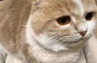 먼치킨(단모 수컷), 스코티쉬폴드(장모 암컷) 무료분양합니다