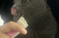 러시안블루계열 코렛 남아아이 무료분양드립니다