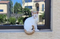 치즈길냥이 임시보호중입니다 가족이 되어주세요