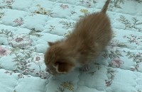 아기고양이 분양해요