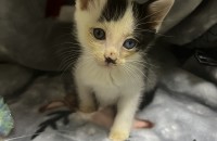 경남 김해, 생후 5주 구조한 아기 고양이의 새로운 가족을 찾습니다!