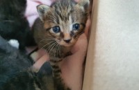 예쁜 새끼고양이 무료분양합니다