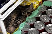 3개월된 수컷 고양이 임보중입니다