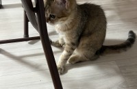 페르시안과 먼치킨사이에서 태어난 롱레그 고양이 분양합니다