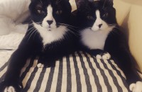 경남 김해 사랑스러운 턱시도 자매냥 콩이, 순이의 가족이 되어주세요