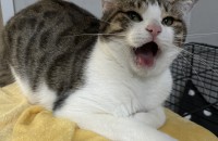 경남 김해 2살 암컷 고등어 해로의 새로운 가족분을 찾습니다