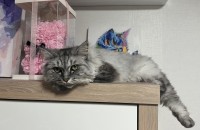 노르웨이숲 분양합니다