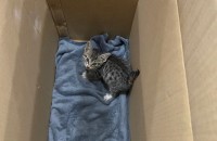 2년조금안된 코숏입니다