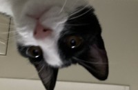 고양이 무료분양 코숏