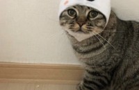 고양이 무료 분양 브리티쉬