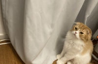 코리안숏헤어 스코티쉬폴드 무료분양합니다.