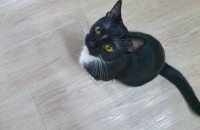 부산 검은고양이 무료분양