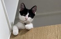 너무나도 이쁜 5개월 고양이입니다