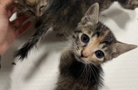 (김해) 1달반 세자매 아깽이의 새로운 가족이 되어주세요