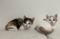 예쁜 카오스 공주님의 가족이 되어주세요!