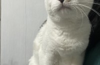 애교냥이 분양합니다