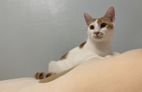 고양이무료분양합니다