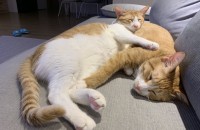 말잘하는 치즈냥이 코숏 개인사정으로 분양보내요