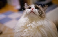 2살 여아 렉돌 무료분양 합니다ㅜ