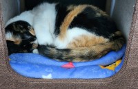 김해 / 삼색냥 봄이의 새로운 보호자를 찾습니다