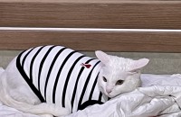 개인사정으로 고양이 분양 보냅니다