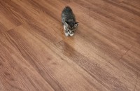 생후 1개월도 안된듯한 고양이 분양합니다