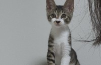 2개월 아기고양이 무료분양합니다.