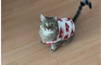 아메리칸 숏헤어 무료분양