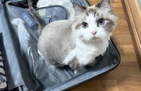 랙돌 5살 고양이