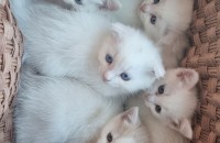 1달된 냥이들 분양합니다