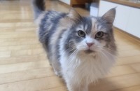 고양이분양합니다