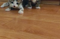 10개월 형제남자아이두마리 같이 사랑으로 보살펴주실분 구합니다.