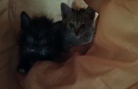 부산) 자매고양이 입니다 사랑많은 주인만났으면 좋겠어요