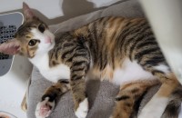 8개월(중성화o)고양이 무료분양 합니다