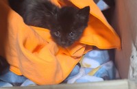 구조한 아기냥이 무료분양