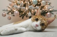 체체의 평생가족 찾습니다