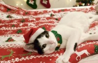 개냥이 사탕이의 평생 가족이 되어주세요