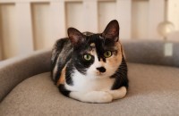 지붕위에서 구조된 꼬미의 평생가족 찾아요