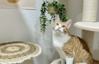 사랑스런 개냥이 체체의 평생가족 찾습니다