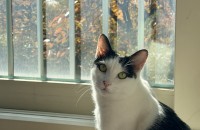 개냥이의 정석! 설이의 평생 가족 찾습니다