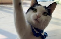 완전 개냥이의 정석! 성격좋은 설이의 평생 가족 찾아요