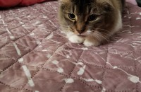 고양이 무료분양합니다.