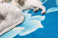 고양이 숫컷2마리4-5개월 된 냥이들 분양합니다.