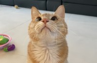 코숏 4살 냥이 무료분양