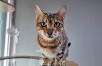 뱅갈무료분양합니다.