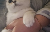 브숏 여아4개월 경남 양산시, 부산 분양