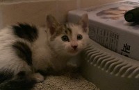 1달된 코리안숏헤어 남아 분양받으실분